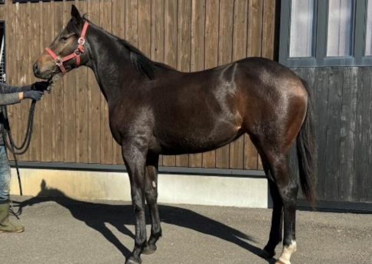 2歳馬の馬名募集について